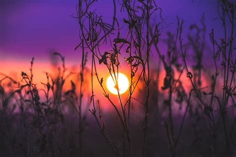 命主貪狼意思|貪狼是什麼意思？揭開桃花星的神祕面紗 